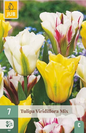Viridiflora tulipán - mix