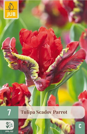 Papagajový tulipán - Seadov Parrot