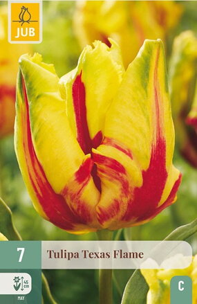 Papagajový tulipán - Texas Flame