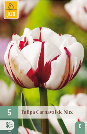 Plný neskorý tulipán - Tulipán Carnaval de Nice
