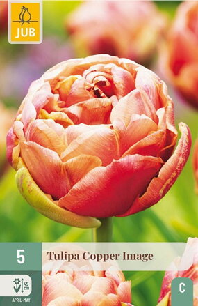 Plný neskorý tulipán - Tulipán Copper Image