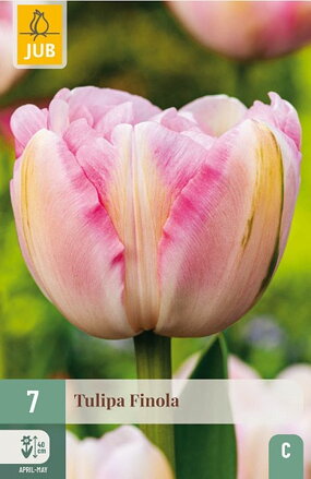 Plný  neskorý tulipán - Finola