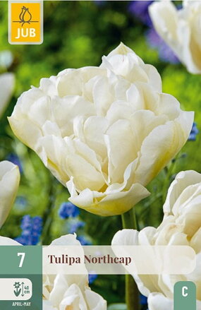 Plný neskorý tulipán - Tulipán Northcap       