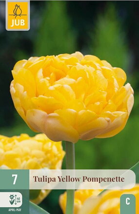 Plný  tulipán - Yellow Pomponette