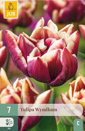 Plný neskorý tulipán - Tulipán Wyndham                               