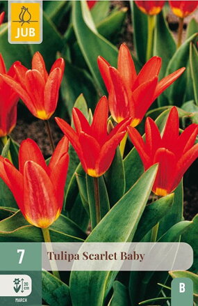 Kaufmanniana tulipán - Tulipán Scarlet Baby