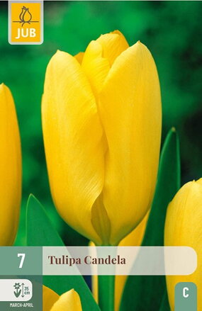 Fosteriana tulipán - Tulipán  Candela