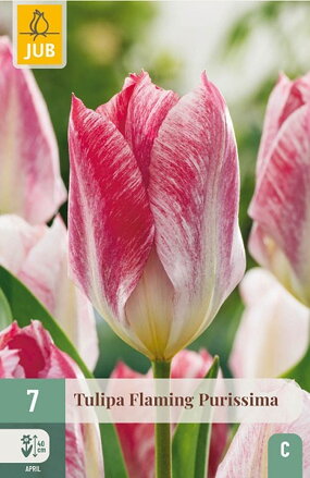 Fosteriana tulipán - Tulipán  Flaming Purissima