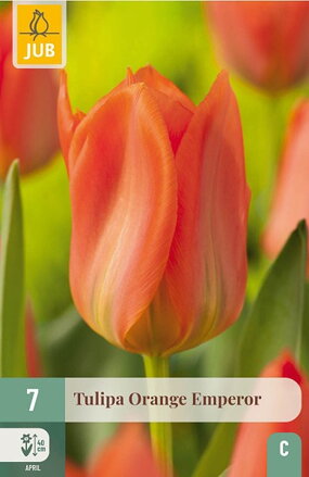 Fosteriana tulipán - Tulipán  Orange Emperor