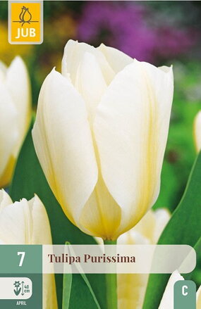 Fosteriana tulipán - Tulipán  Purissima