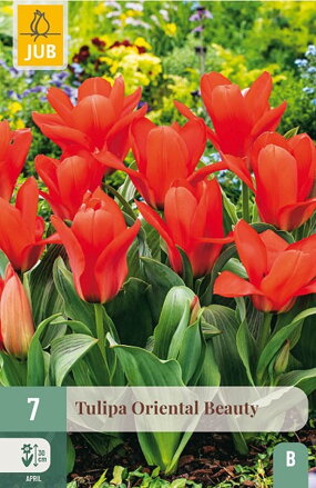 Greigii tulipán - Oriental Beauty  