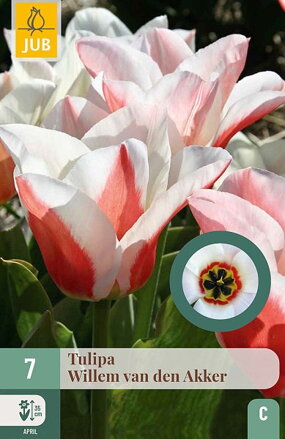 Greigii tulipán - Tulipán  Willem van den Akker