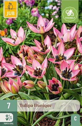 Botanický tulipán - Tulipán  Danique