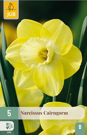 Veľkokvetý narcis - Cairngorm   