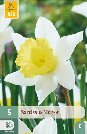 Veľkokvetý narcis - Melyor