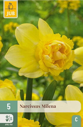 Plnokvetý narcis - Milena
