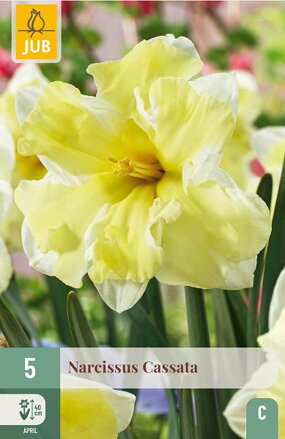 Narcis s pakorunkou - Cassata