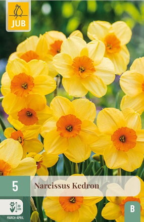 Drobnokvetý  narcis - Kedron