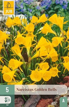 Botanický narcis - Golden Bells