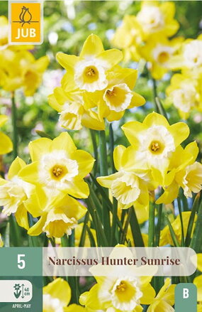 Botanický narcis - Hunter Sunrise