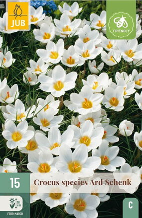 Botanický šafrán Ard Schenk