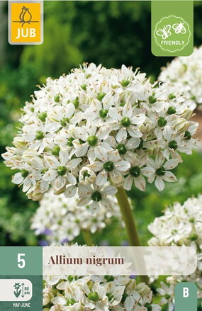 Okrasný cesnak - Allium  nigrum
