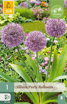 Okrasný cesnak - Allium  Party Ballons