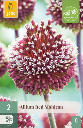 Okrasný cesnak - Allium Red Mohican