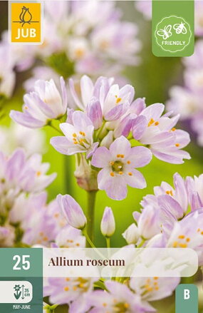 Okrasný cesnak - Allium roseum  