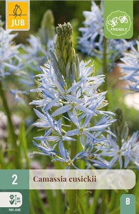 Kamasia - Camassia leichtlinii  Cusickii