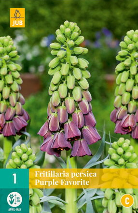 Korunkovka - Fritilaria Persica  Purple Favorite