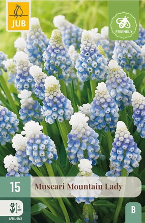 Modrica - Muscari  Mountain Lady
