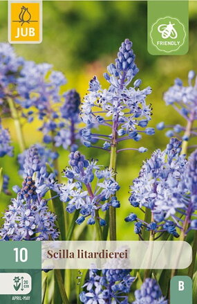 Scila - Scilla litardierei   