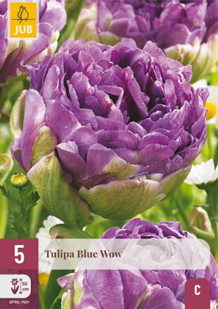 Plný tulipán -  Blue Wow   