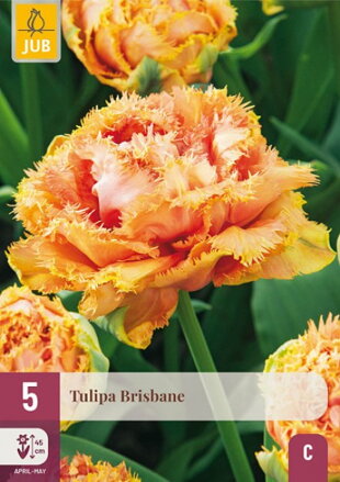 Strapkatý tulipán - Brisbane  