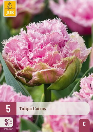 Strapkatý tulipán - Cairns
