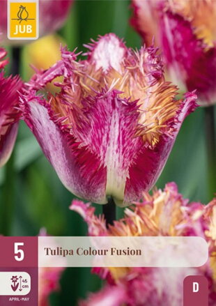 Strapkatý tulipán - Tulipán Colour Fusion