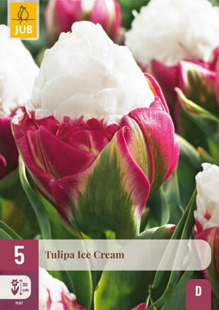 Plný tulipán - Ice Cream 