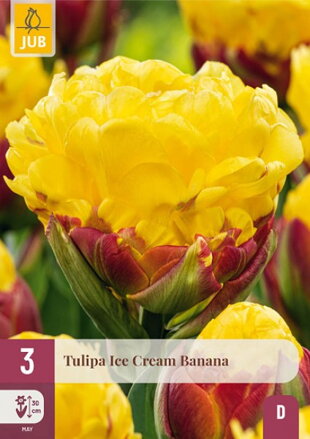 Plný tulipán - Ice Cream  Banana