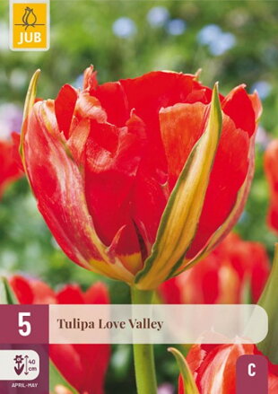Fosteriana tulipán - Tulipán  Love Valley