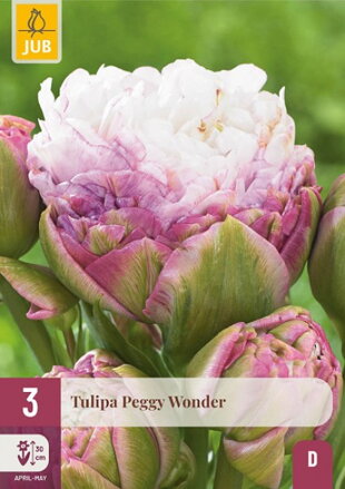 Plný tulipán - Peggy Wonder