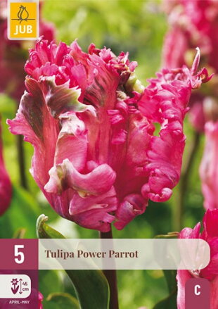 Papagajový tulipán - Power Parrot  