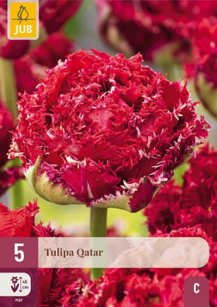 Strapkatý tulipán -Qatar 