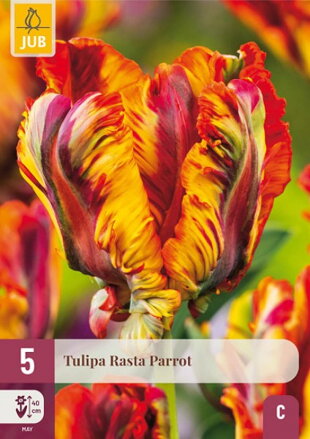 Papagajový tulipán - Rasta  Parrot   
