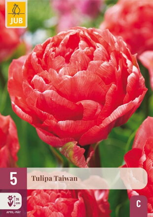 Plný neskorý tulipán - Taivan