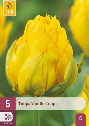 Plný tulipán - Vanille Coupe  