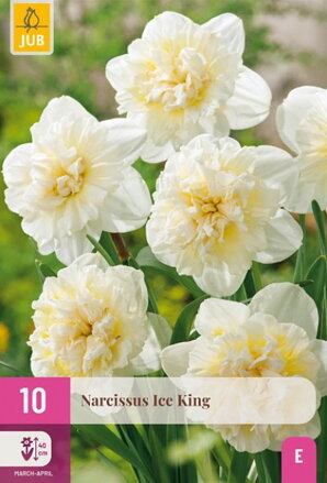Plnokvetý narcis - Ice King
