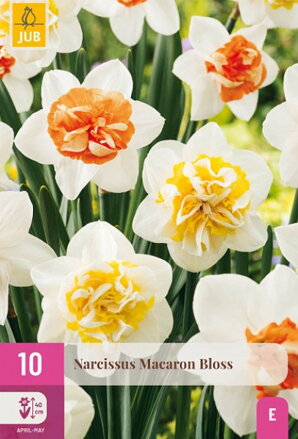 Plnokvetý narcis - Mix  Macaron Bloss