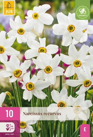 Drobnokvetý narcis - recurvus