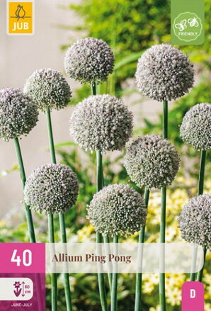 Okrasný cesnak - Allium  Ping Pong  výpredaj